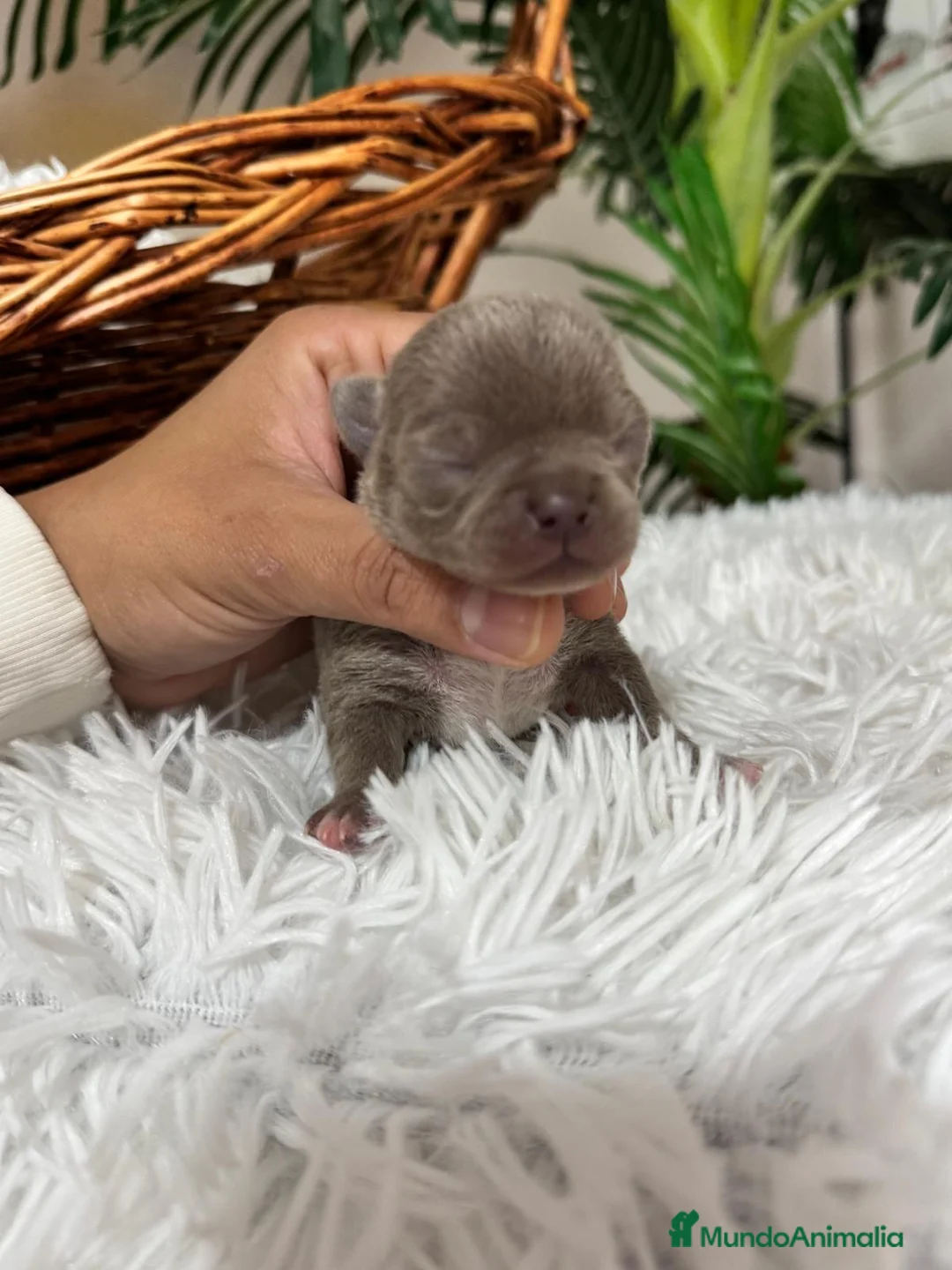 Chihuahua perros en venta: CHIHUAHUA MACHO LILAC - Anuncio 3