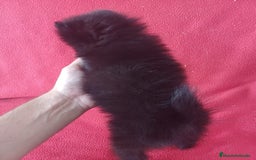 Pomerania perros en venta: Pomerania Standar  - Imagen 3