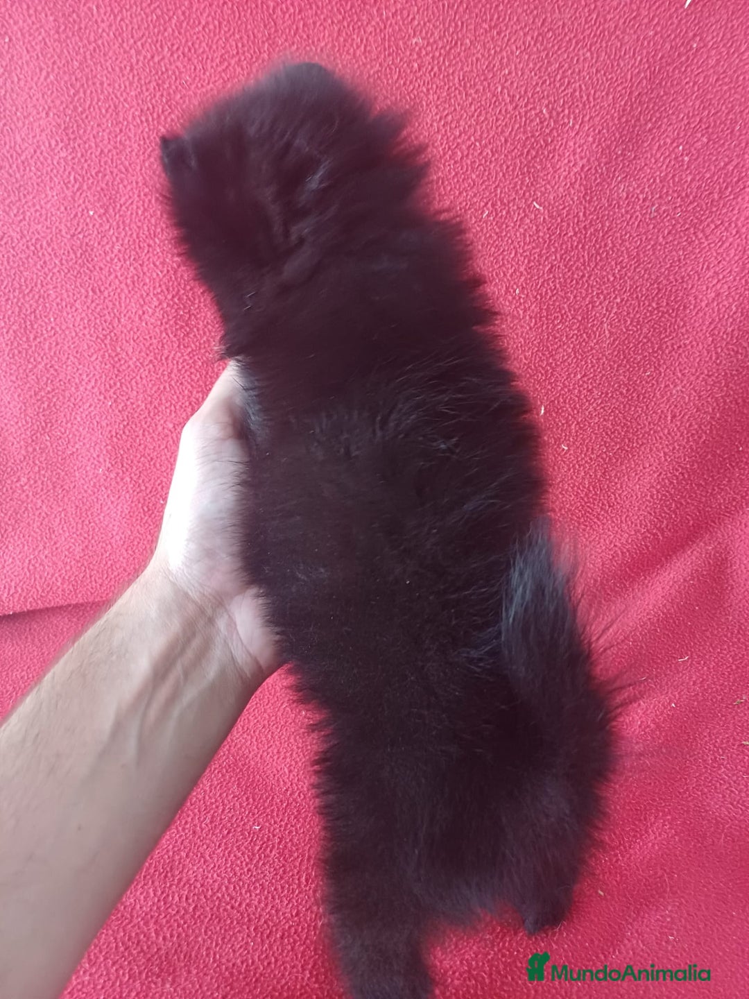 Pomerania perros en venta: Pomerania Standar  - Imagen 3