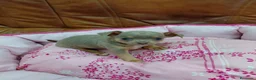 Chihuahua perros en venta: CHIHUAHUAS TOY - Anuncio 3