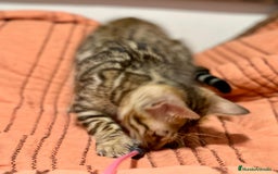 Bengalí gatos en venta: Gatita Bengalí - 3 Meses - Anuncio 6