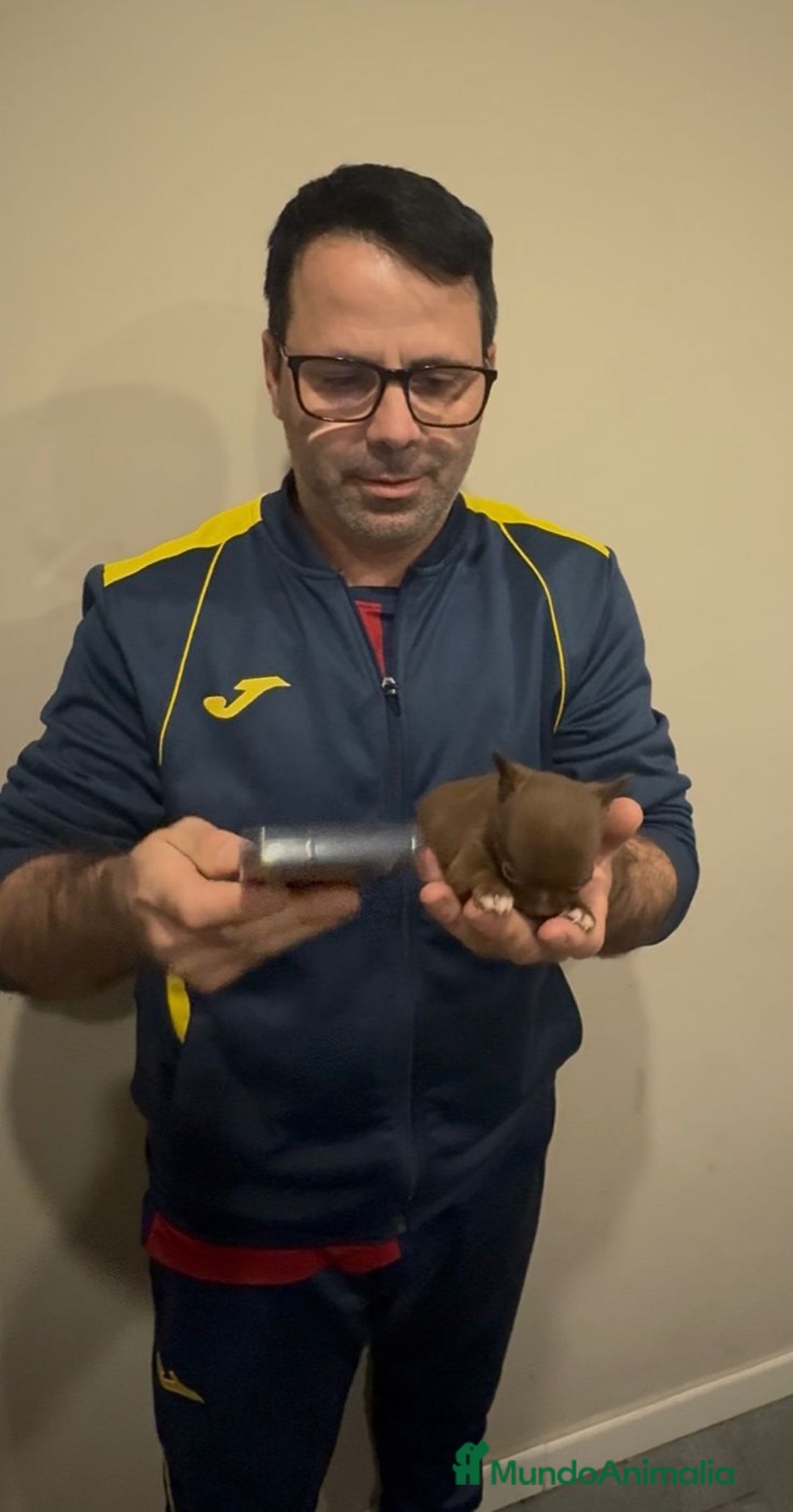 Chihuahua perros en venta: Chihuahua MICRO chocolate  - Anuncio 3