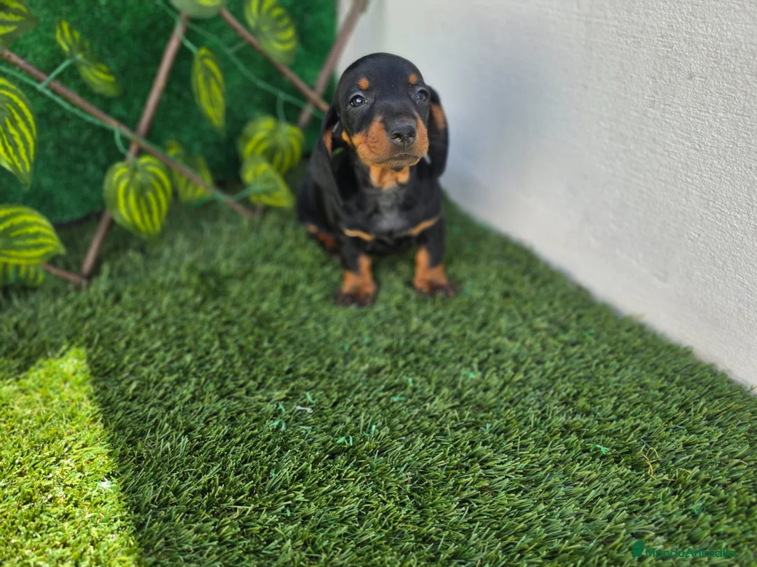 Teckel Miniatura perros en venta: TECKEL MINIATURA & KANNINCHEN  - Anuncio 1