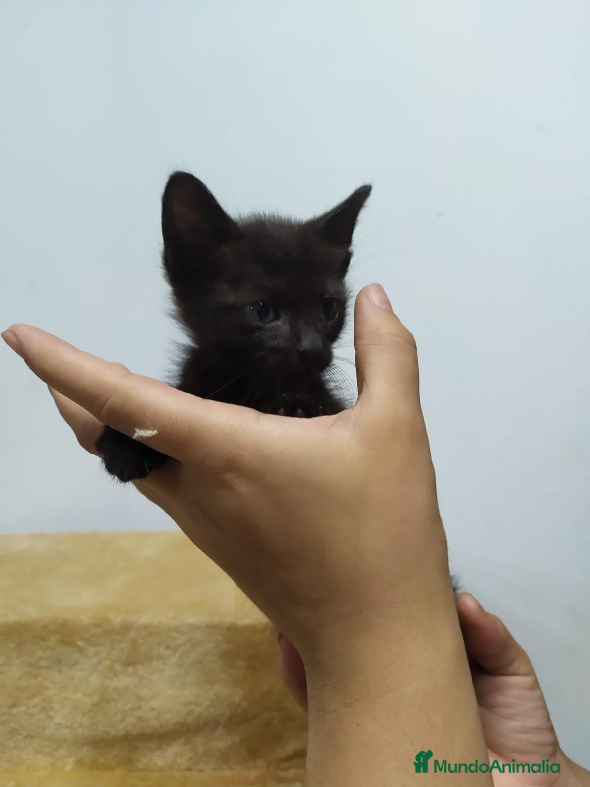 Raza Mixta gatos Gatitos cruce - Anuncio 2