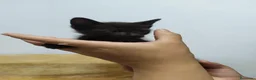 Raza Mixta gatos en venta: Gatitos cruce - Anuncio 1
