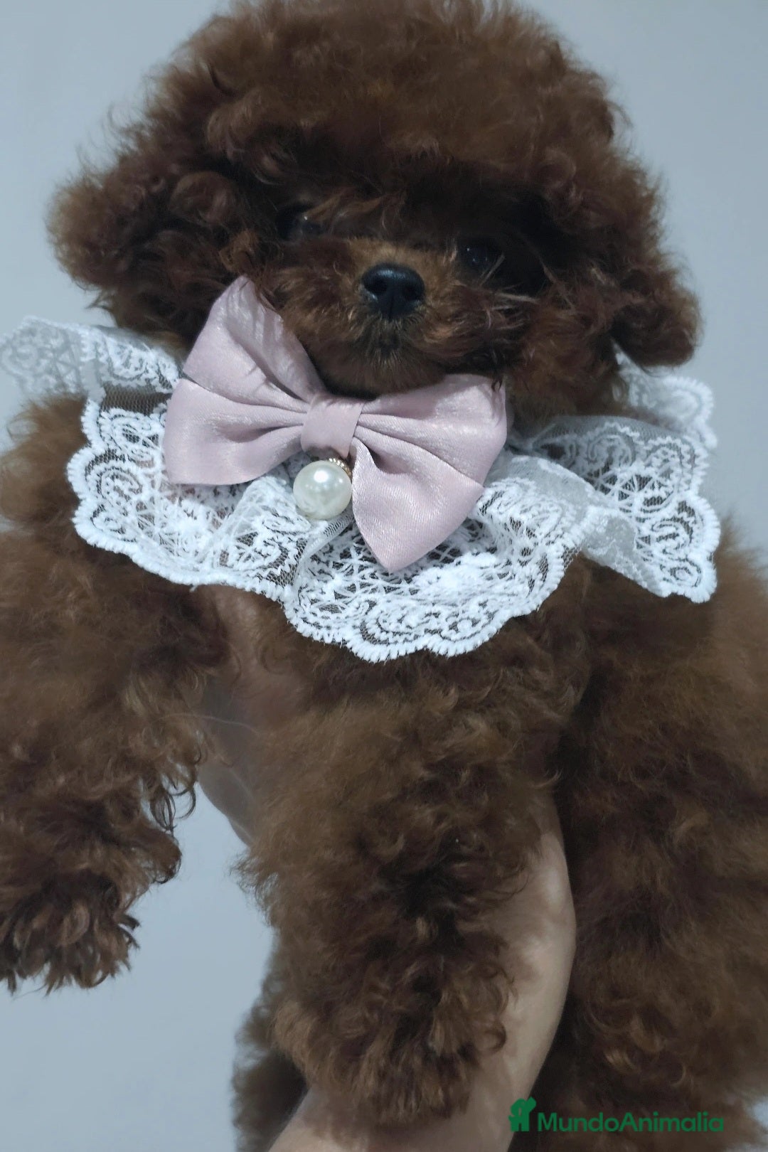 Caniche Toy perros CANICHE ASIÁTICO MINIATURA TEACUP - Anuncio 1