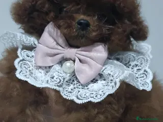 Caniche Toy perros CANICHE ASIÁTICO MINIATURA TEACUP - Anuncio 1