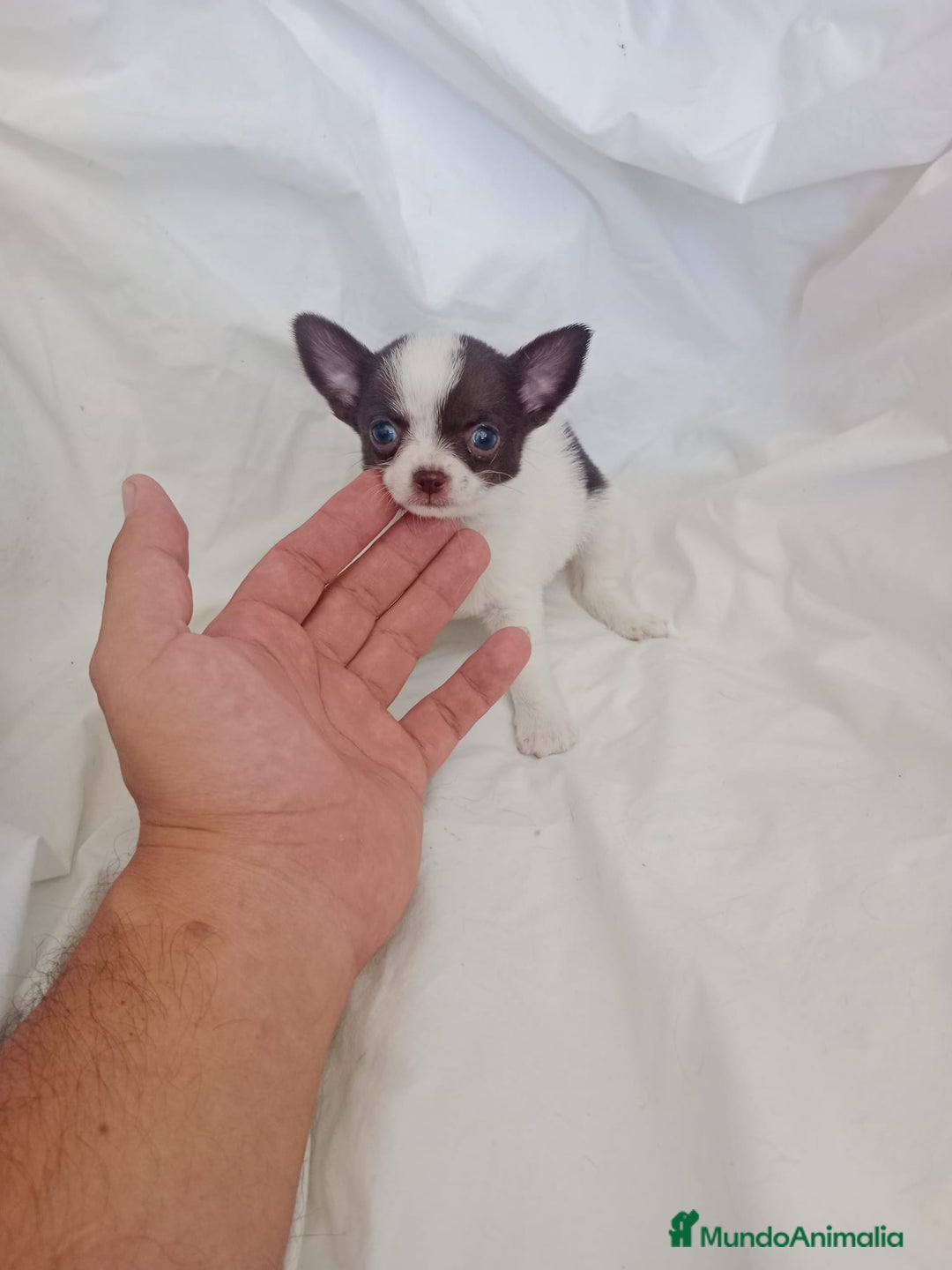 Chihuahua perros en venta: IMPRESIONANTE  CHIHUAHUA   LINEA  TOY  - Anuncio 18
