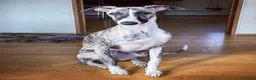 Whippet perros en venta: WHIPPET BARCELONA - ENTREGA  - Anuncio 2