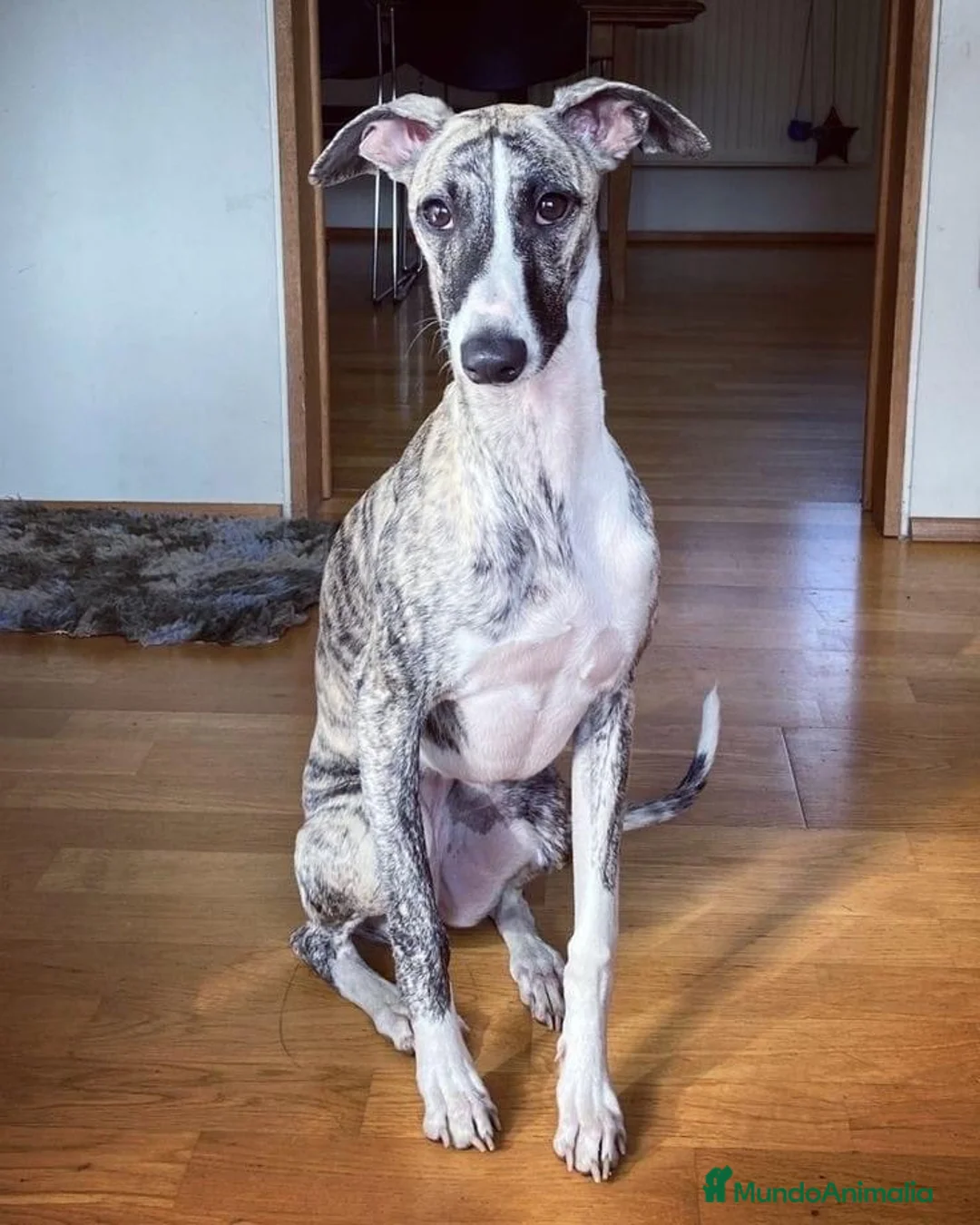 Whippet perros en venta: WHIPPET BARCELONA - ENTREGA  - Anuncio 2