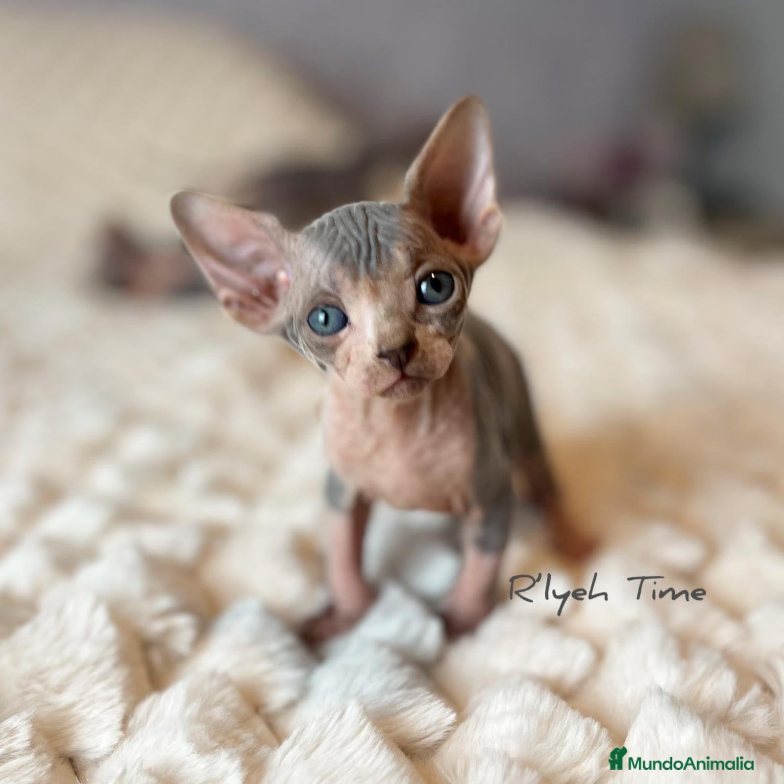 Sphynx gatos Sphynx  - Anuncio 1