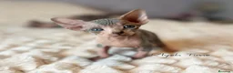 Sphynx gatos en venta: Sphynx  - Anuncio 1