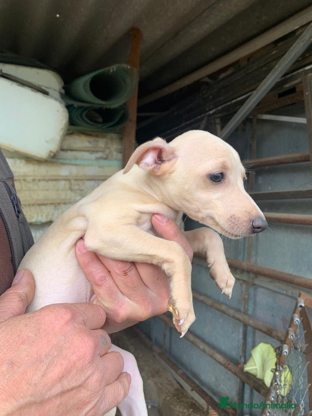 Pequeño Lebrel Italiano perros en venta: Piccolo italiano  - Anuncio 3