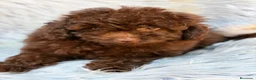 Maltipoo perros en venta: MALTIPOO CHOCOLATE  - Anuncio 3