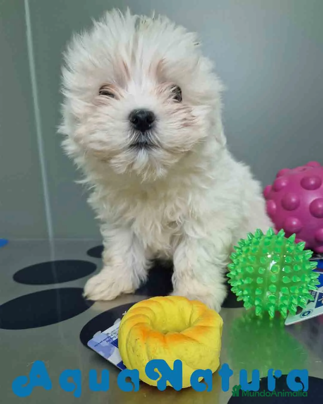Bichón Maltés perros en venta: Bichon Maltes Hembra 1 AQUANATURA - Anuncio 2