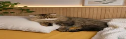Persa gatos en venta: Gatos Persas - Anuncio 4