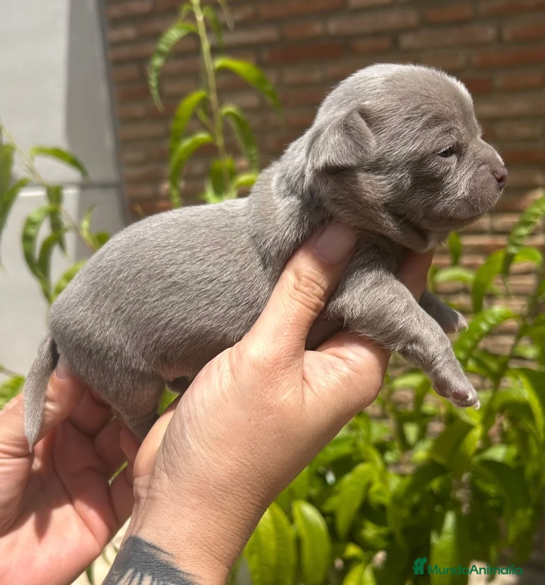 Chihuahua perros en venta: Chihuahuas machitos💙🐾🐾 - Anuncio 3