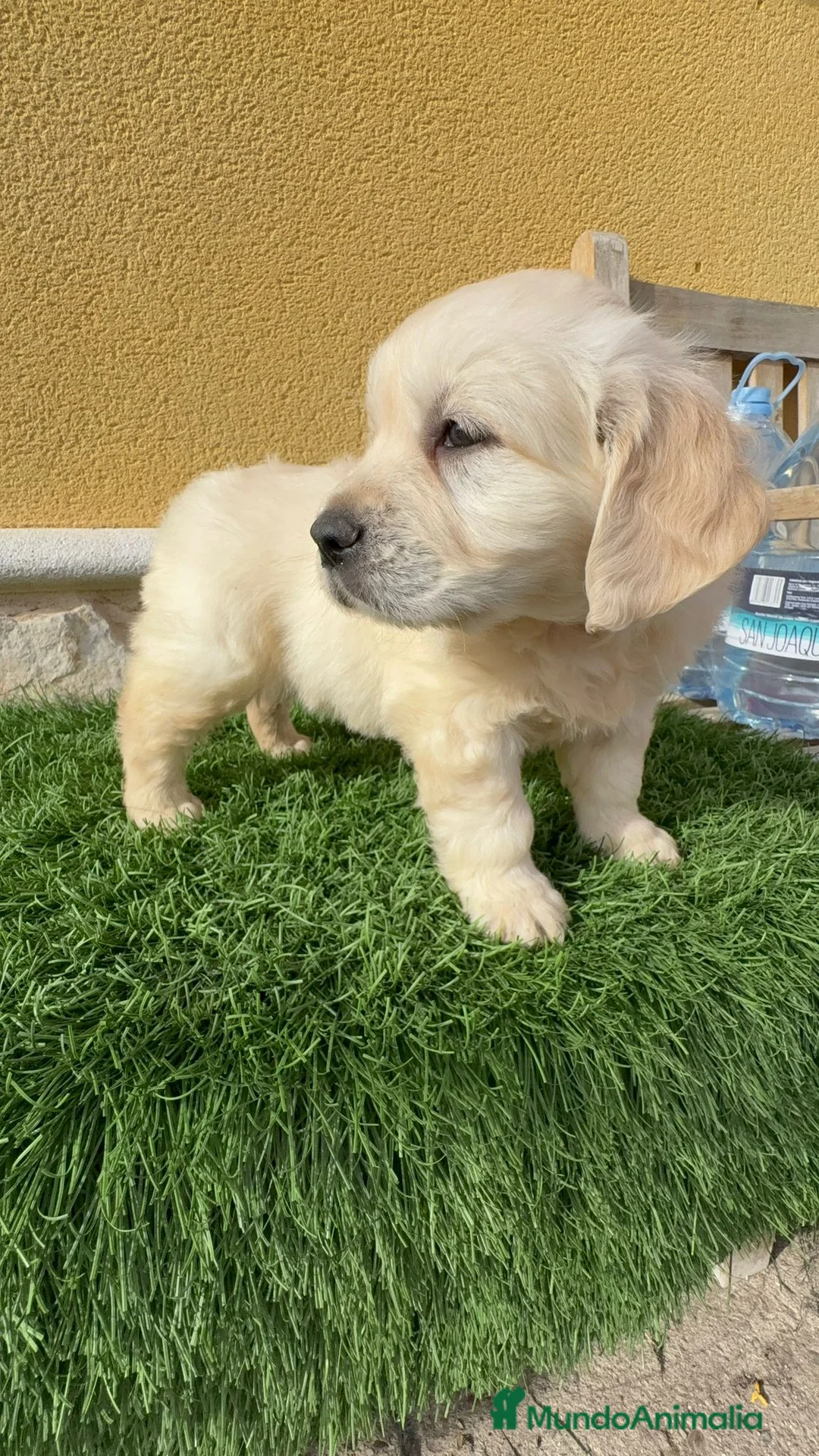 Golden Retriever perros en venta: Cachorros de Golden retriever macho y hembra - Anuncio 4