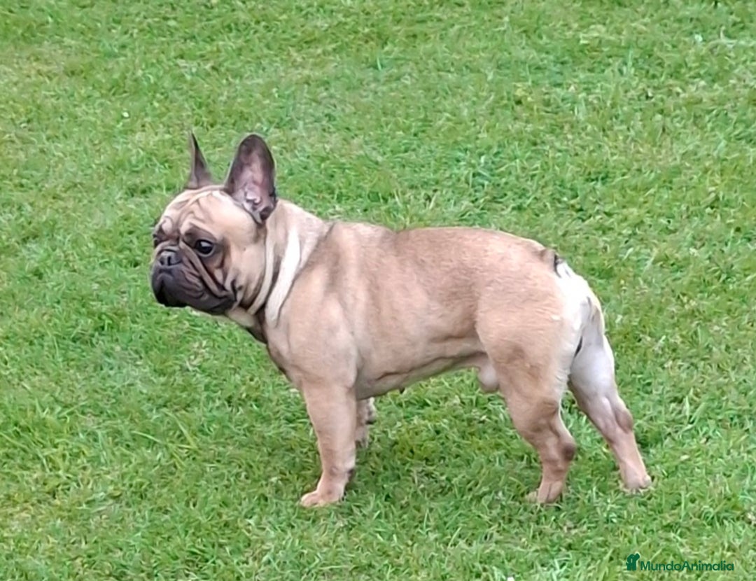 Bulldog Francés perros en venta: CACHORROS BULLDOG FRANCES - Anuncio 3