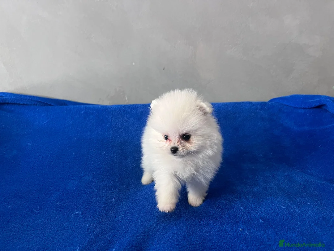 Pomerania perros en venta: Lulú de Pomerania  en Barcelona - Anuncio 6