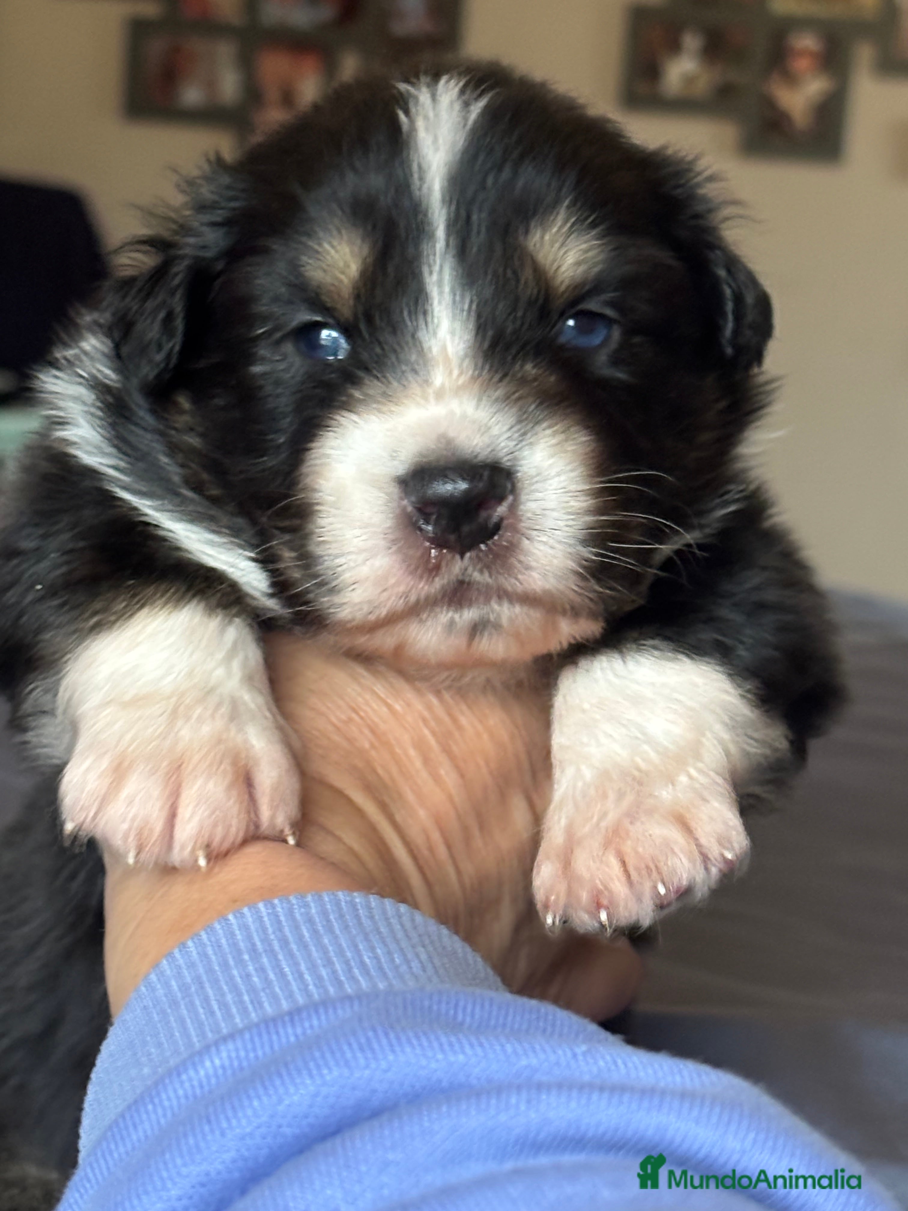 Pastor Australiano perros Cachorros pastor australiano  - Anuncio 2