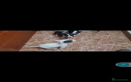 Bull Terrier perros en venta: Bullterrier mini - Anuncio 8