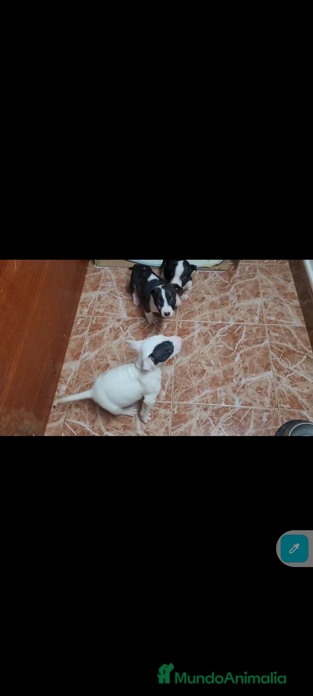 Bull Terrier perros en venta: Bullterrier mini - Anuncio 8