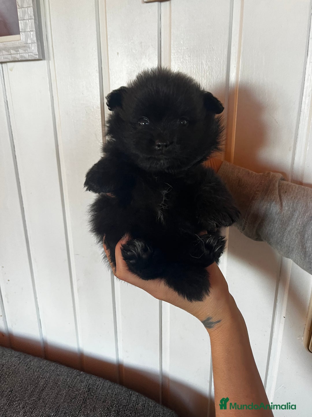 Pomerania perros en venta: Pomerania  - Imagen 4