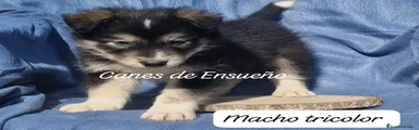 Border Collie Cachorro 4