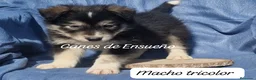 Border Collie perros en venta: Border collie  - Anuncio 4