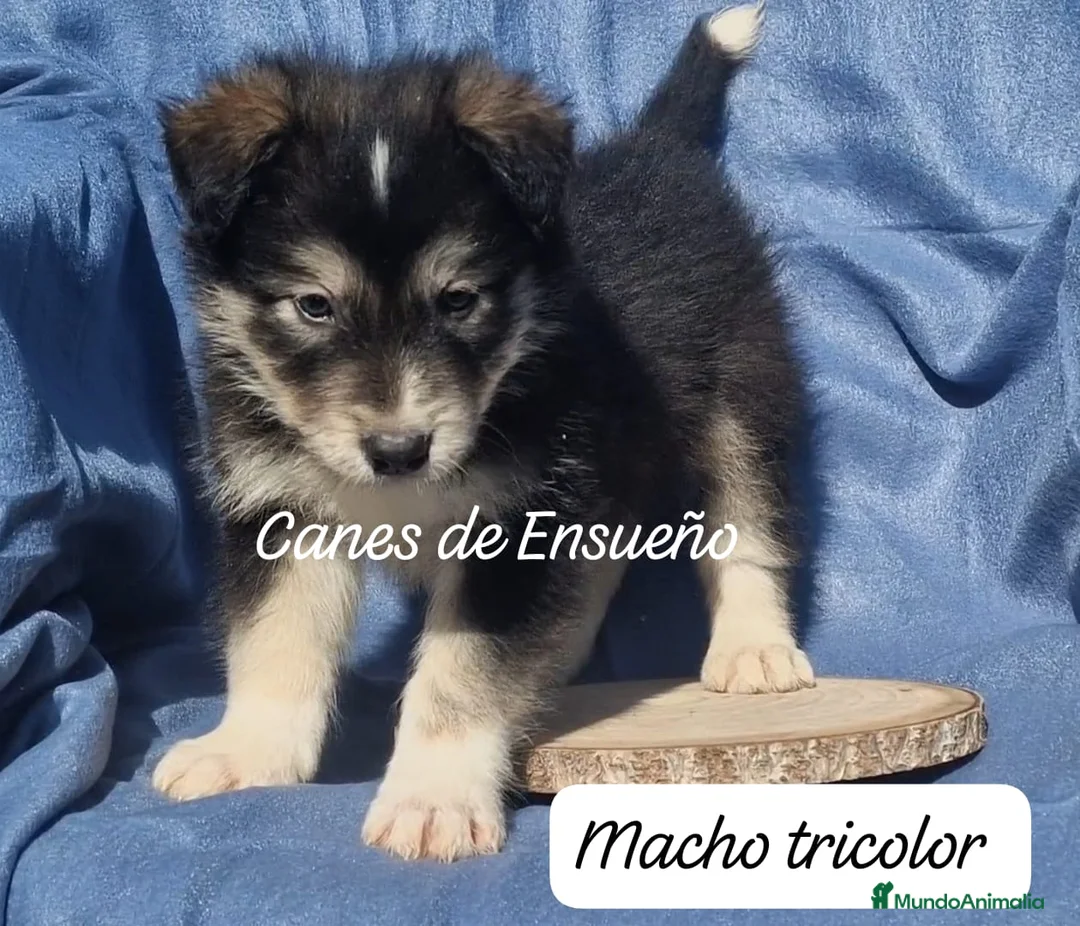 Border Collie perros en venta: Border collie  - Anuncio 4