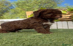 Perro de Agua Español perros en venta: PERRO DE AGUA ESPAÑOL HEMBRA - Imagen 6