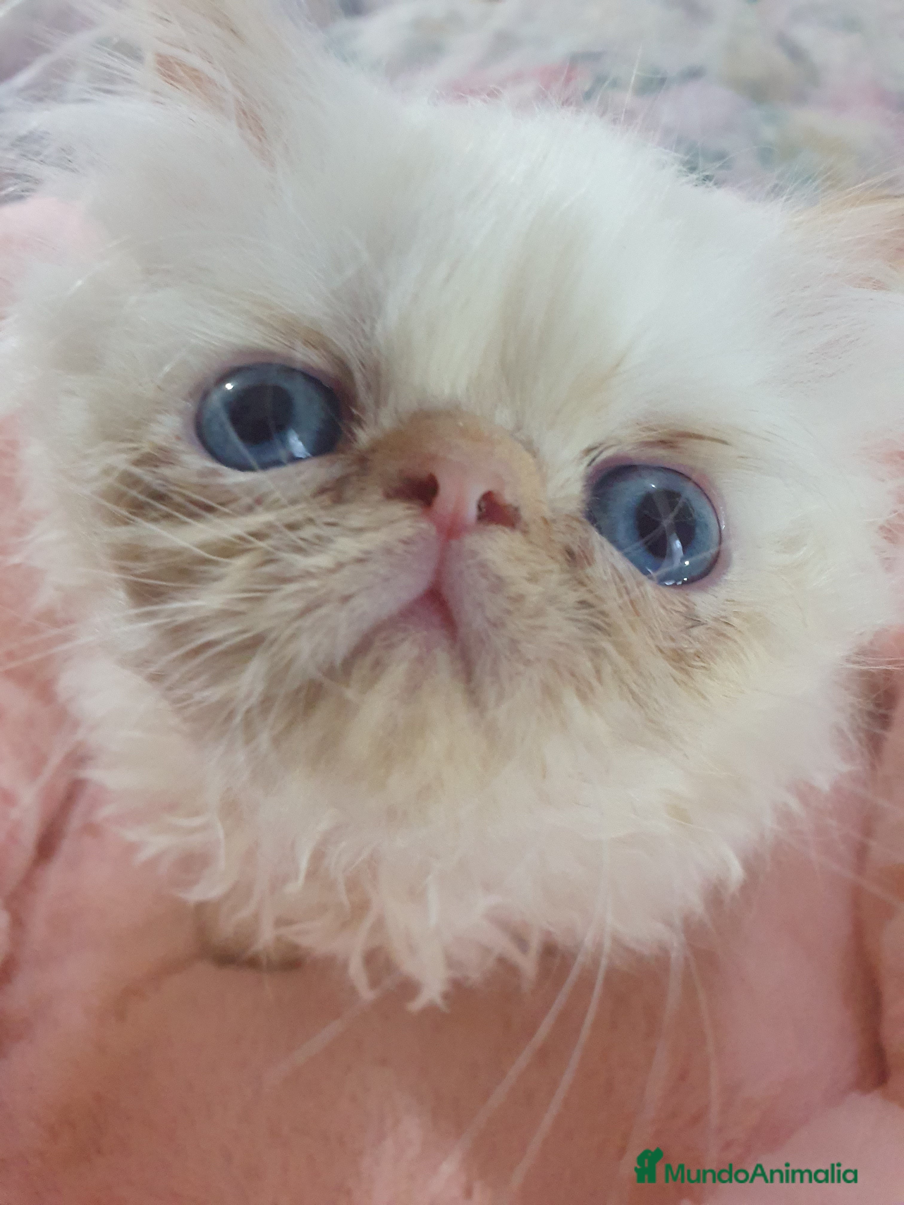 Himalayo gatos CACHORROS PERSAS HIMALAYOS  - Anuncio 2