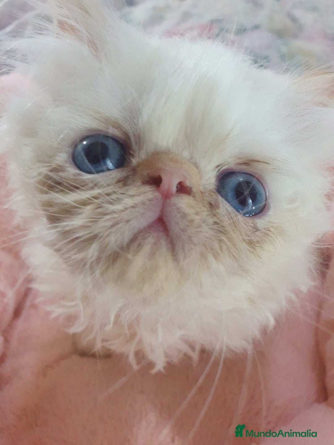 Himalayo gatos en venta: CACHORROS PERSAS HIMALAYOS  - Anuncio 2