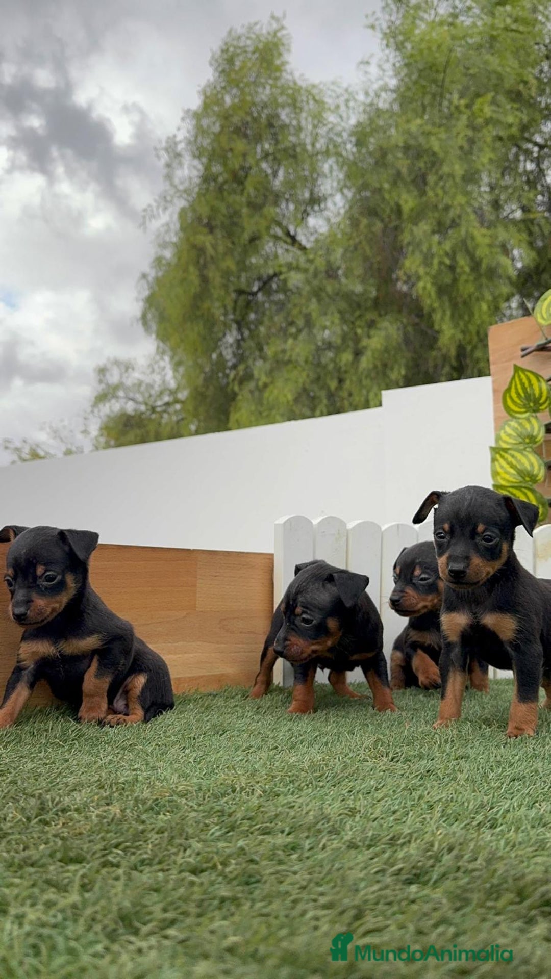 Pinscher Miniatura perros en venta: Pinscher - Imagen 39