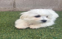 Bichón Maltés perros en venta: Bichon maltés toy - Imagen 12
