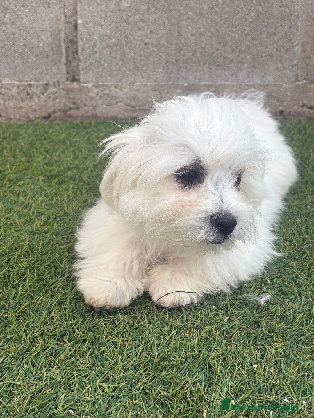 Bichón Maltés perros en venta: Bichon maltés toy - Imagen 12