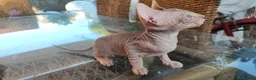 Sphynx gatos en venta: SPHYNX HEMBRAS TACTO GOMA - Anuncio 7