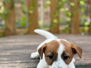 Jack Russell Terrier perros Jack Russell juguetones bicolor preciosos - Anuncio 1