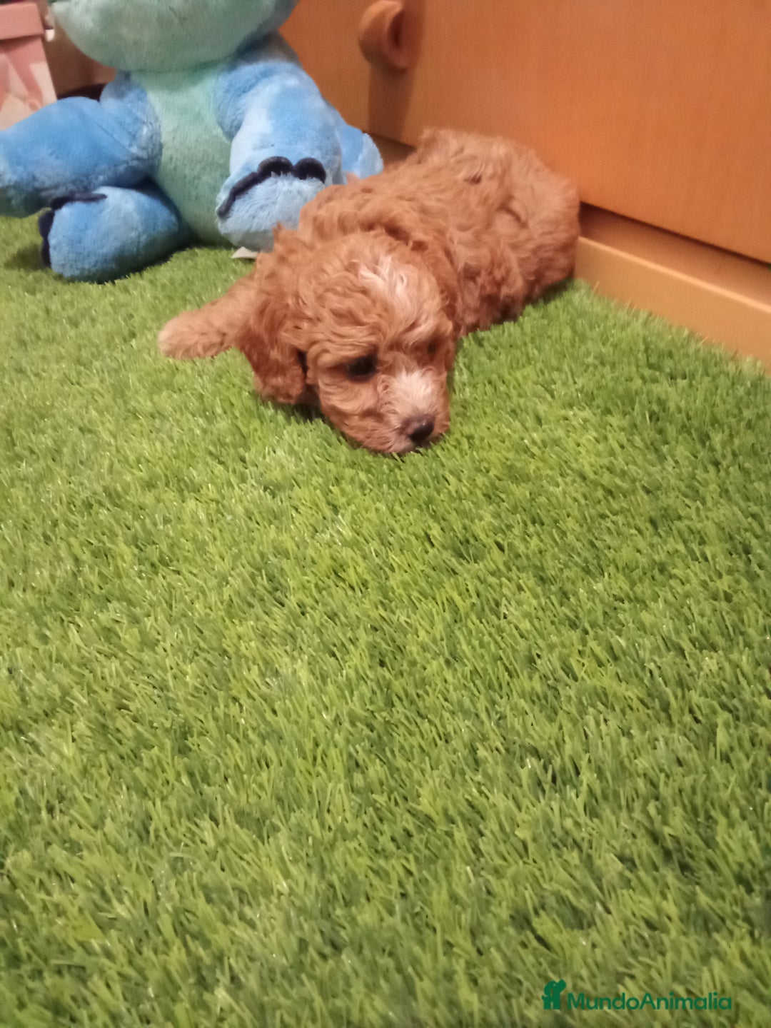 Maltipoo perros en venta: PRECIOSO MALTIPOO MINI - Imagen 3