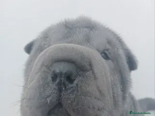 Shar Pei perros ‼️‼️Preciosa camada de minipeis - Anuncio 2