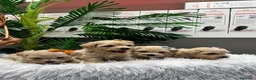Maltipoo perros en venta: MALTIPOO 💙- LISTOS PARA ENTREGAR  - Anuncio 12