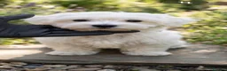 Bichón Maltés perros en venta: Bichon maltes - Anuncio 1