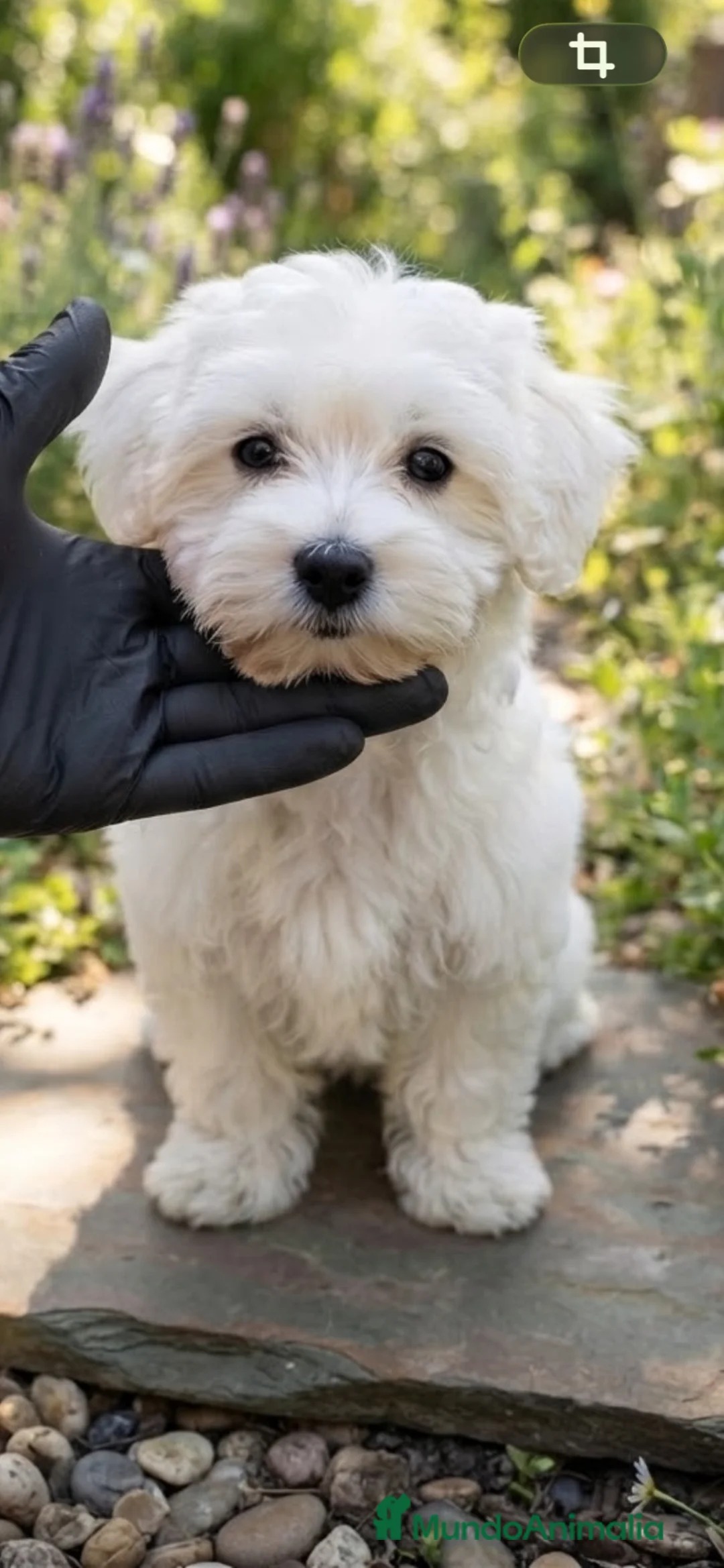 Bichón Maltés perros en venta: Bichon maltes - Anuncio 1