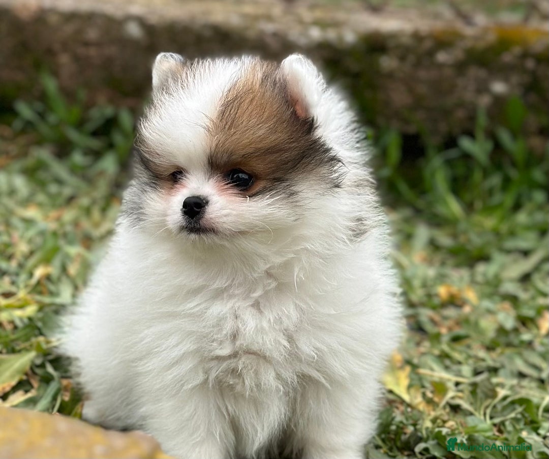 Pomerania perros en venta: POMERANIA MINITOY HEMBRAS ESPECTACULARES! en Barcelona - Imagen 3