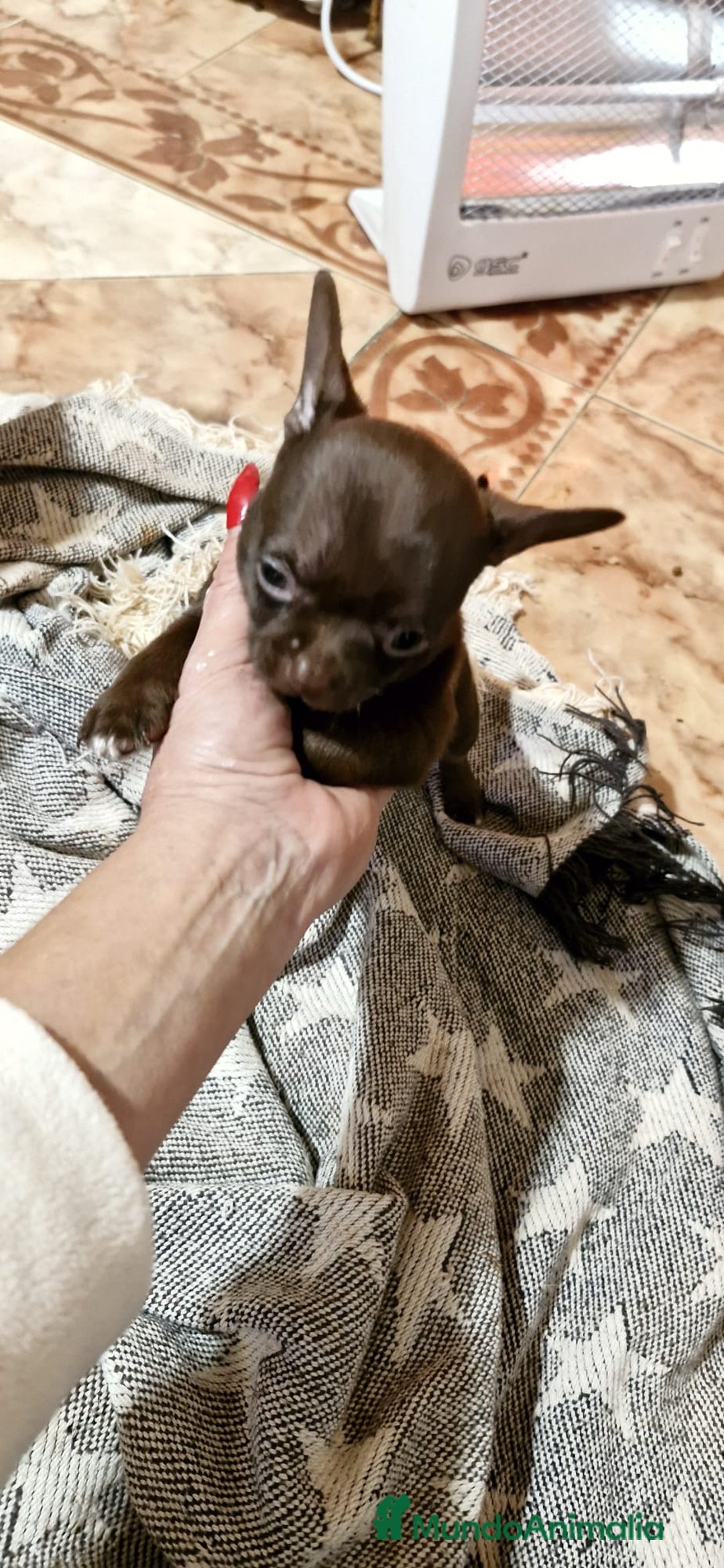 Chihuahua perros en venta: Chihuahua toy exclusivos - Anuncio 2