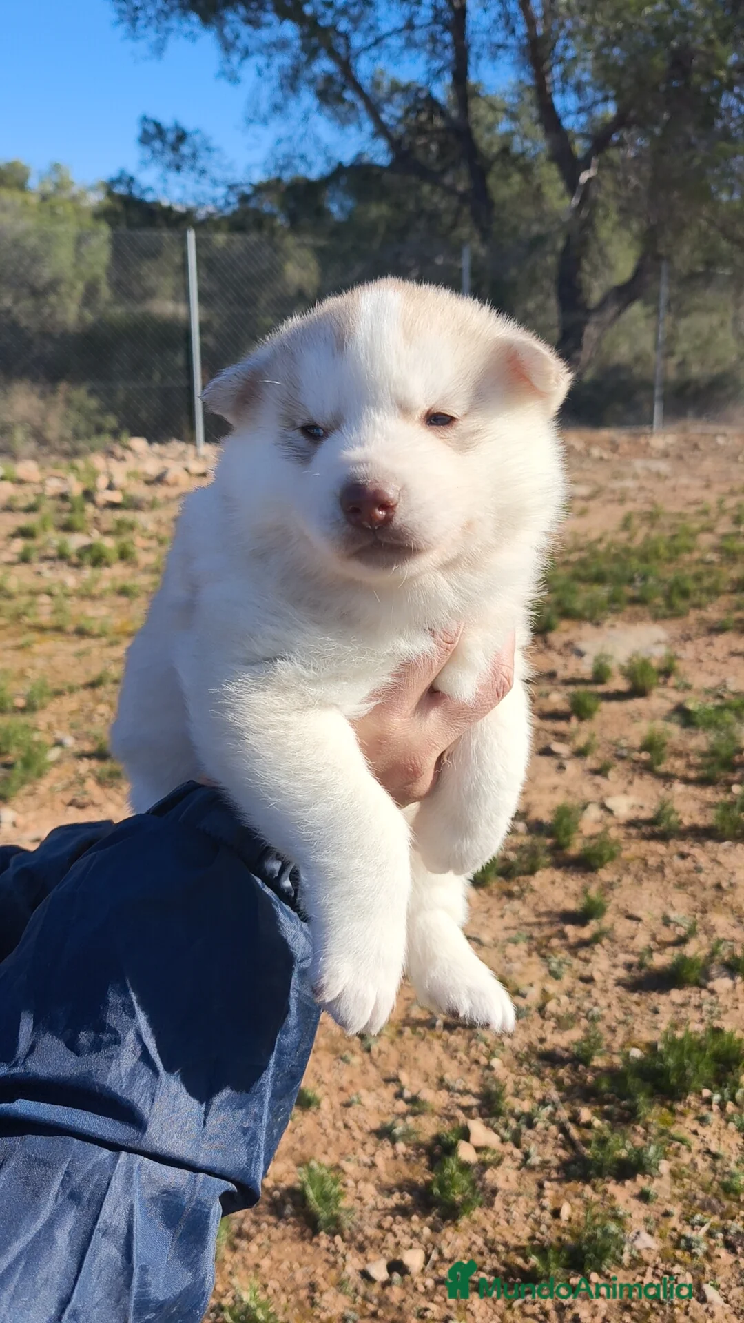 Husky Siberiano perros en venta: Husky SIBERIANO Macho y Hembra  - Anuncio 5