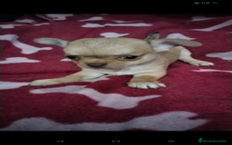 Chihuahua perros en venta: Machos de chihuahua cabeza manzana  - Imagen 7