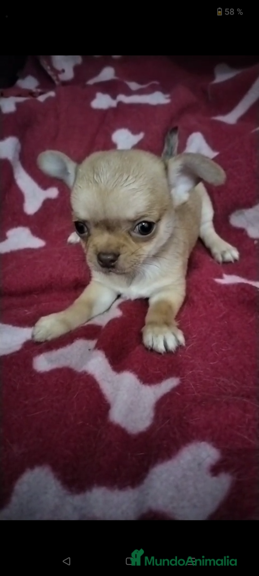Chihuahua perros en venta: Machos de chihuahua cabeza manzana  - Imagen 7