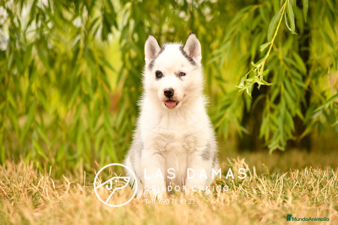 Husky Siberiano perros en venta: Husky siberiano disponibles - Imagen 4